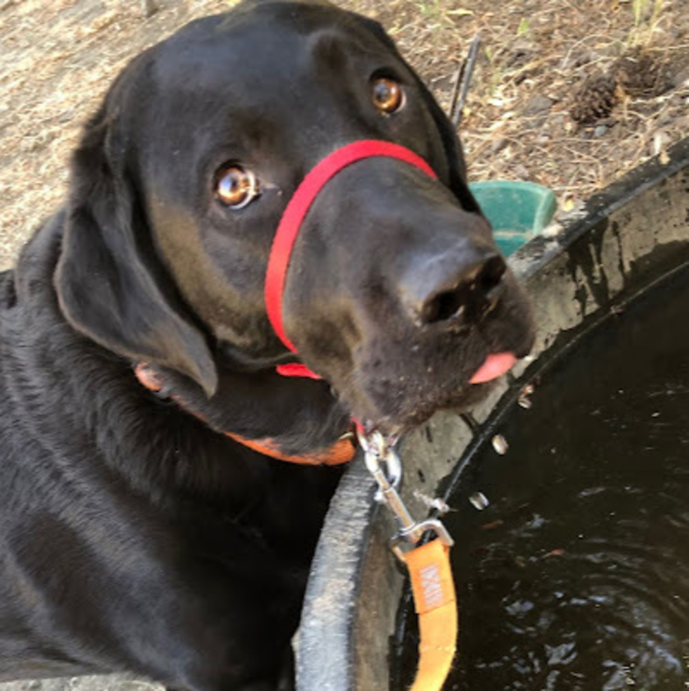 Meet your Posher, Ellie